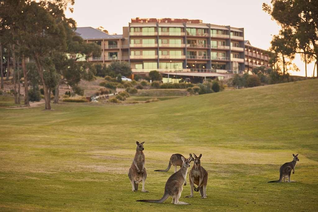 Racv Goldfields Resort Creswick Facilités photo